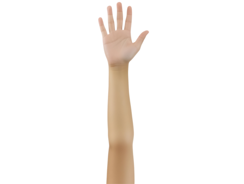 Illustration of Raised Arm and Hand Gesture of a Young Woman with Smooth Skin Tone on Transparent Background for Anatomy Education or Presentation Design