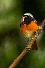 Männlicher Gartenrotschwanz mit Larven zum füttern des Nachwuchses