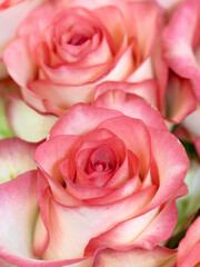 切り花　ピンクのバラ