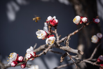 A close-up of a bee collecting nectar from delicate white blossoms on a apricot tree branch. The vibrant flowers and the hardworking insect create a perfect symbol of spring renewal and nature cycle.