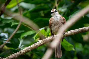 Naklejka premium Yellow-vented Bulbul, Pycnonotus goiavier