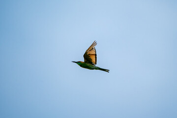 Green Bee-Eater, Little Green bee-eater, Merops Orientalis