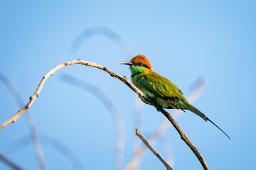Green Bee-Eater, Little Green bee-eater, Merops Orientalis