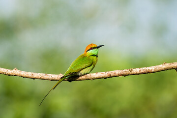 Green Bee-Eater, Little Green bee-eater, Merops Orientalis