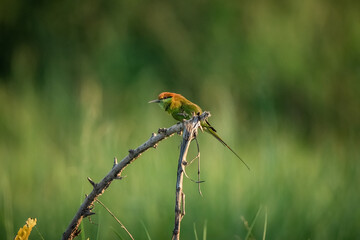 Green Bee-Eater, Little Green bee-eater, Merops Orientalis