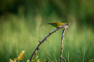 Green Bee-Eater, Little Green bee-eater, Merops Orientalis