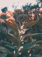flowers in the garden