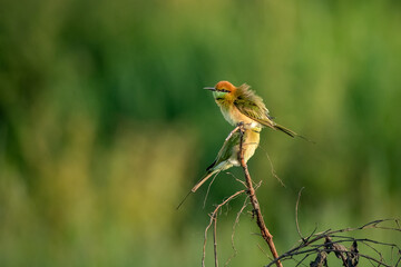 Green Bee-Eater, Little Green bee-eater, Merops Orientalis