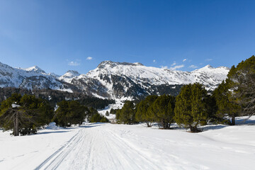 High mountain landscape in winter, with blue sky and lots of snow and mountain pines