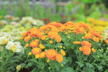 daisy flowers in garden