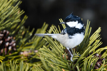bird sitting on the branch in the mountains