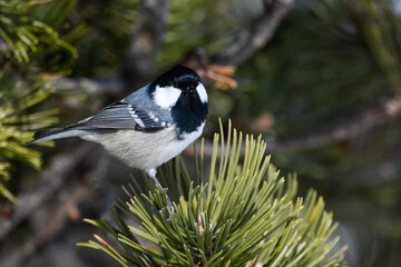 bird sitting on the branch in the mountains