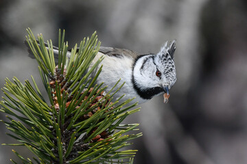 bird sitting on the branch in the mountains