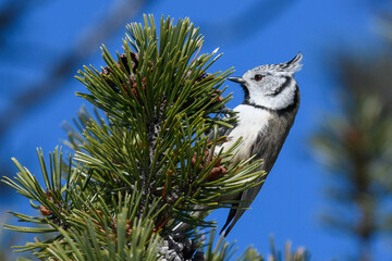 bird sitting on the branch in the mountains
