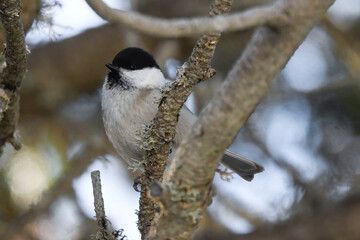bird sitting on the branch in the mountains