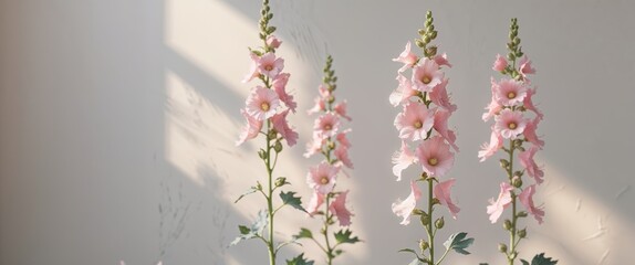 Delicate Pink Hollyhocks Blooming in Soft Light.