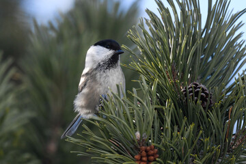 bird sitting on the branch in the mountains