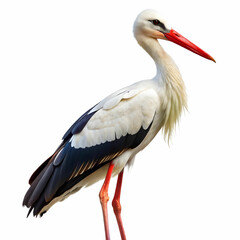 Fototapeta premium stork on white background