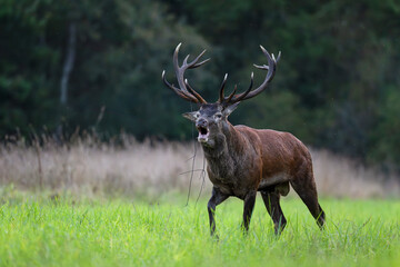 Red deer stag walking and roaring in a clearing during the rut. Cervus elaphus, Sologne, Loiret 45, région Centre Val de Loire, France, European Union, Europe