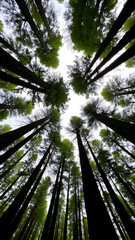 Obraz premium Towering Redwoods Sunlight Filtering Through Forest Canopy 360 View