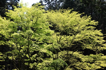 春紅葉。若葉の楓。