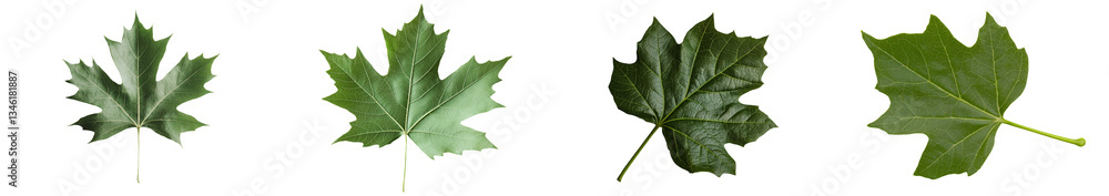 Poster isolated on white, the image features a plane tree with its sycamore leaves and flowers