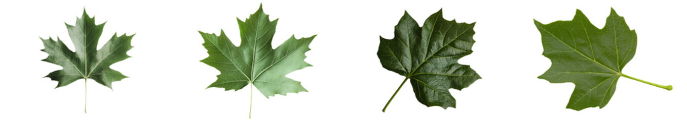 Fototapeta premium Isolated on white, the image features a plane tree with its sycamore leaves and flowers