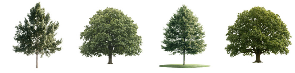 A tree in high definition is isolated against a white background