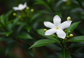 白い花 優雅に咲く 緑葉の背景 柔らかな光