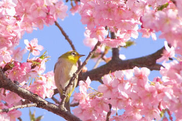 河津桜とメジロ 2025-2