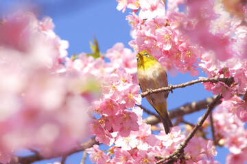 河津桜とメジロ 2025-3