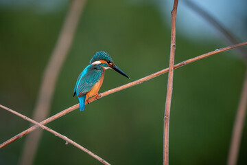 Common kingfisher, Alcedo atthis