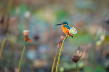 Common kingfisher, Alcedo atthis