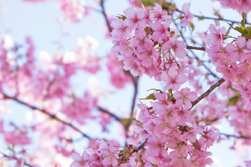 河津桜(アップ5） 2025