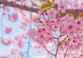 河津桜(アップ7） 2025