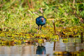 Purple Swamphen, Grey-headed Swamphen