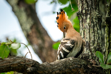 Eurasian Hoopoe, Upupa epops