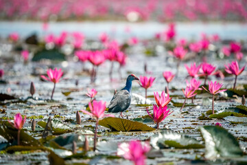 Purple Swamphen, Grey-headed Swamphen