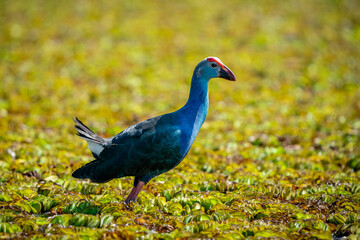 Purple Swamphen, Grey-headed Swamphen
