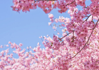 河津桜と青空 2025