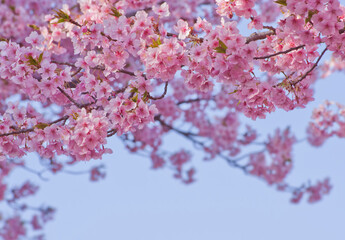 河津桜と青空 2025-2