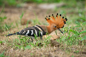 Eurasian Hoopoe, Upupa epops
