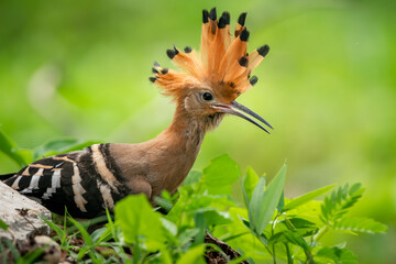 Eurasian Hoopoe, Upupa epops