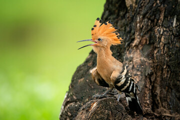 Eurasian Hoopoe, Upupa epops