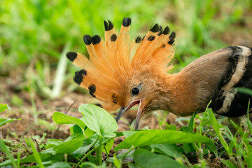 Eurasian Hoopoe, Upupa epops