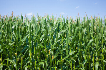 Maisfeld (Zea mays subsp. mays) , Niedersachsen, Deutschland