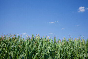 Maisfeld (Zea mays subsp. mays) , Niedersachsen, Deutschland