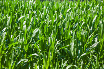 Obraz premium Maisfeld (Zea mays subsp. mays) , Niedersachsen, Deutschland
