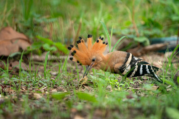 Eurasian Hoopoe, Upupa epops
