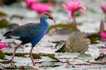 Purple Swamphen, Grey-headed Swamphen